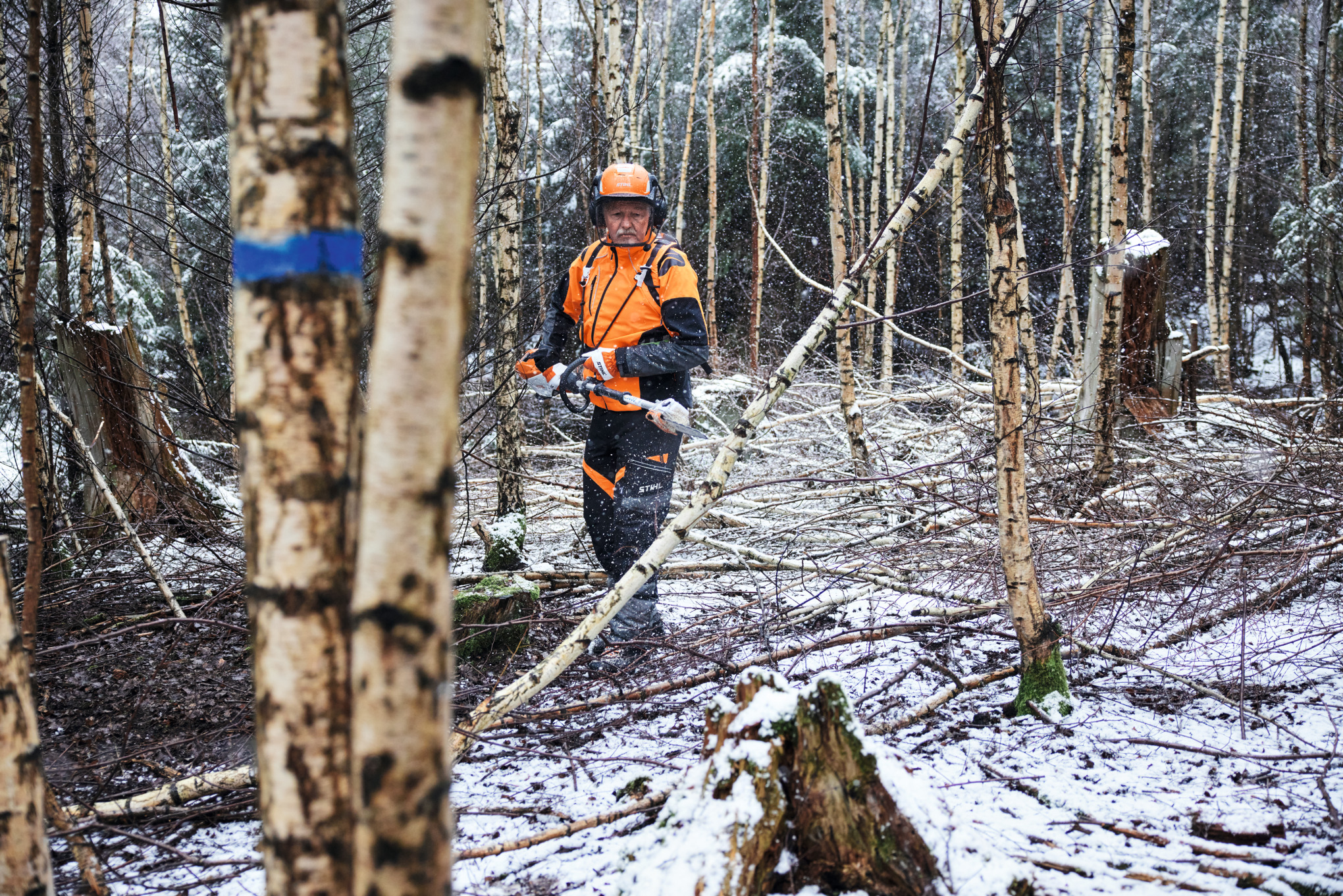 Un hombre con equipo de protección corta un abedul con una podadora de altura de batería STIHL HTA 150
